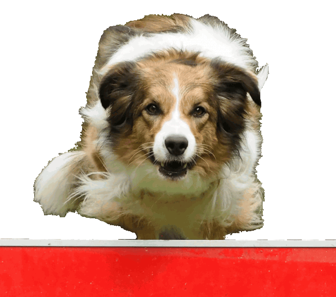 Starteseite Hund